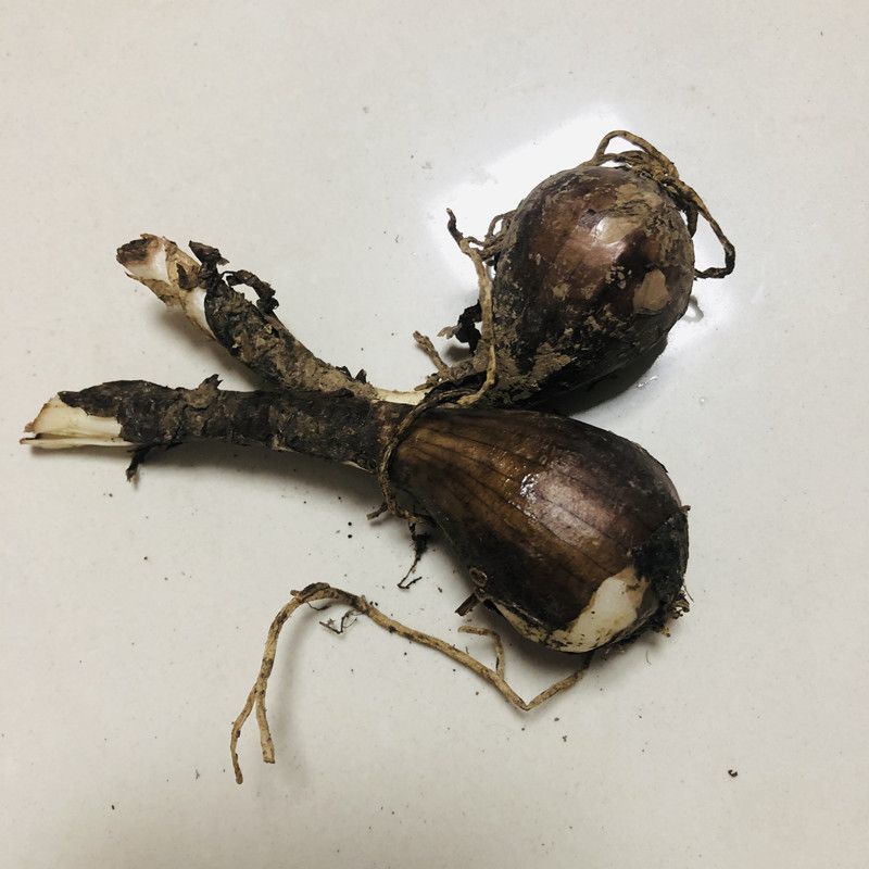 彼岸花种球，曼珠沙华种子彼岸花盆栽绿植石蒜花室内外种花卉