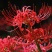 彼岸花种球，曼珠沙华种子彼岸花盆栽绿植石蒜花室内外种花卉