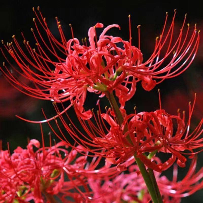 彼岸花种球，曼珠沙华种子彼岸花盆栽绿植石蒜花室内外种花卉