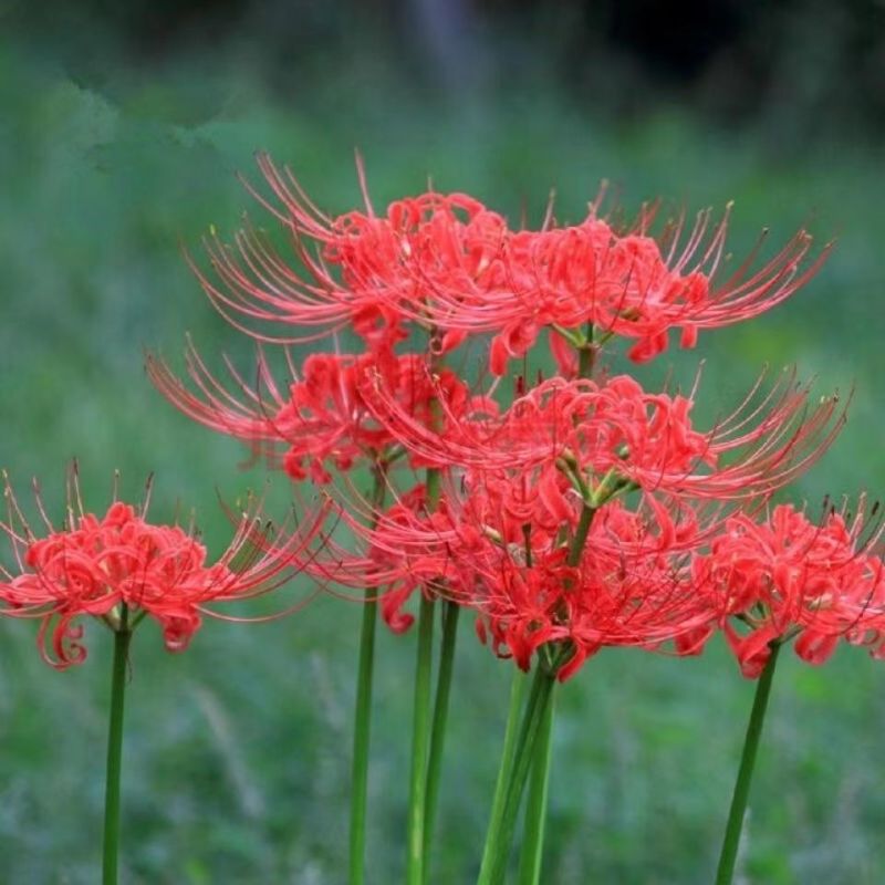 彼岸花种球，曼珠沙华种子彼岸花盆栽绿植石蒜花室内外种花卉