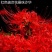 彼岸花种球，曼珠沙华种子彼岸花盆栽绿植石蒜花室内外种花卉