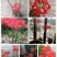 彼岸花种球，曼珠沙华种子彼岸花盆栽绿植石蒜花室内外种花卉