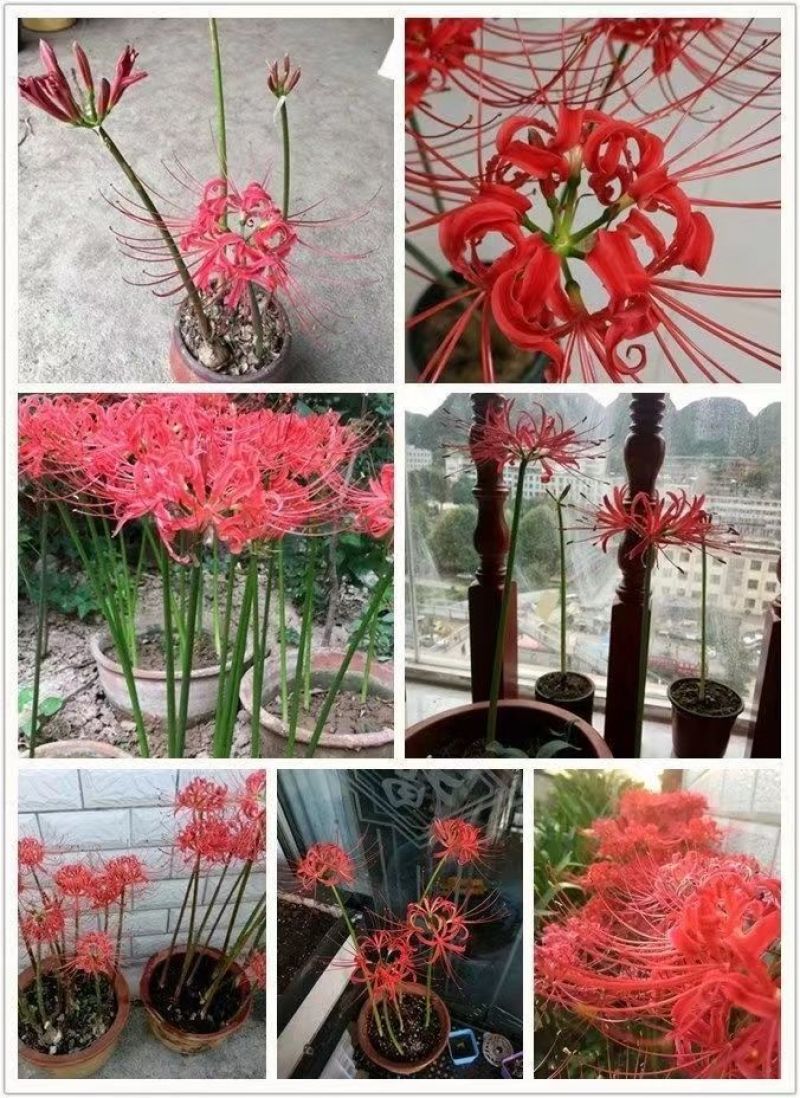 彼岸花种球，曼珠沙华种子彼岸花盆栽绿植石蒜花室内外种花卉