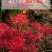 彼岸花种球，曼珠沙华种子彼岸花盆栽绿植石蒜花室内外种花卉