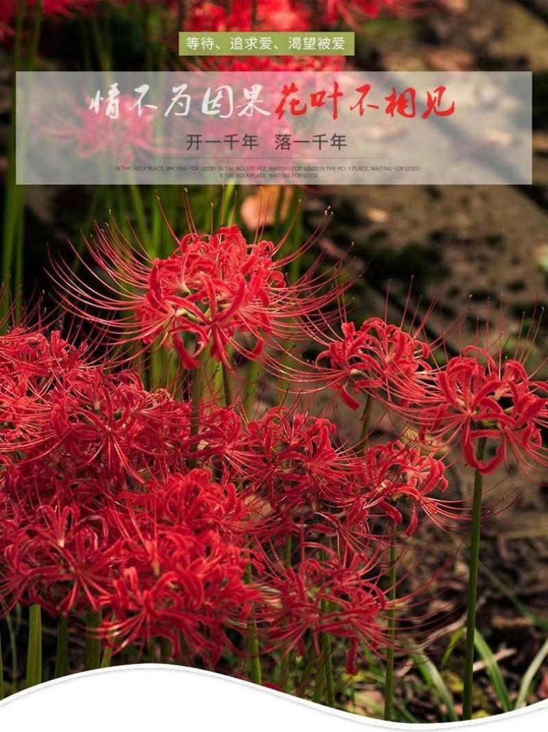 彼岸花种球，曼珠沙华种子彼岸花盆栽绿植石蒜花室内外种花卉