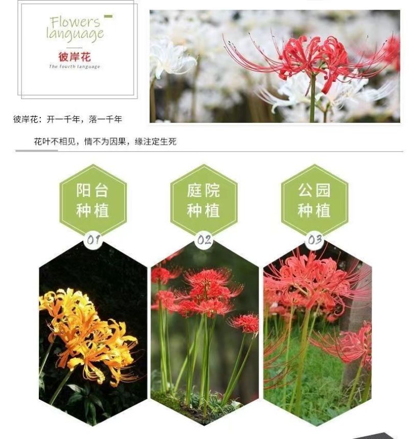 彼岸花种球，曼珠沙华种子彼岸花盆栽绿植石蒜花室内外种花卉
