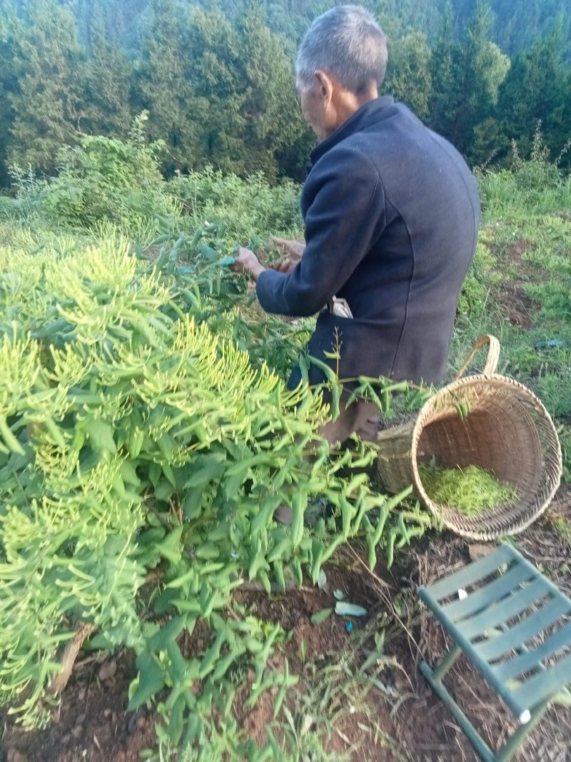 金银花，山银纸