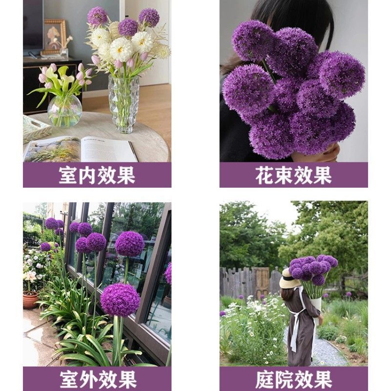 大花葱种球盆栽春季播种花种子户外四季易种易活花卉种大花葱
