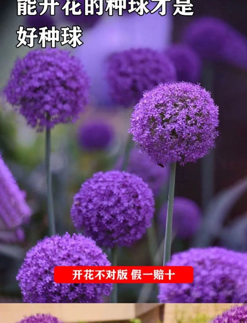 大花葱种球盆栽春季播种花种子户外四季易种易活花卉种大花葱