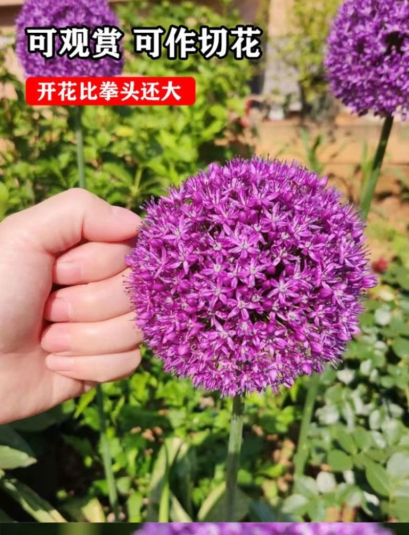 大花葱种球盆栽春季播种花种子户外四季易种易活花卉种大花葱