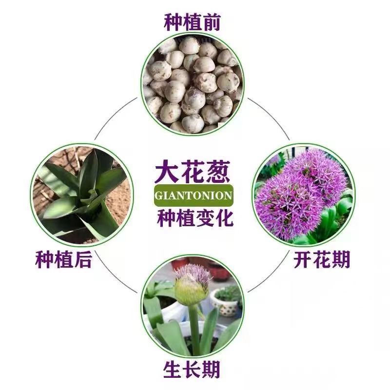 大花葱种球盆栽春季播种花种子户外四季易种易活花卉种大花葱