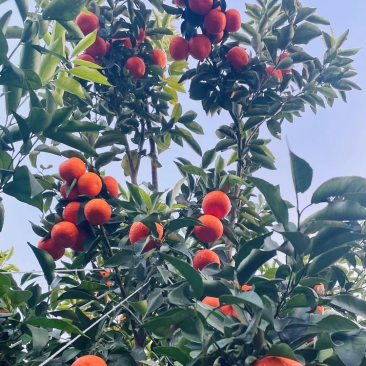 云南丽江永胜高原沃柑