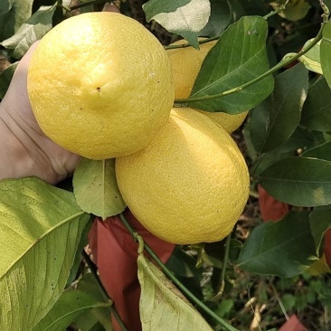 柠檬