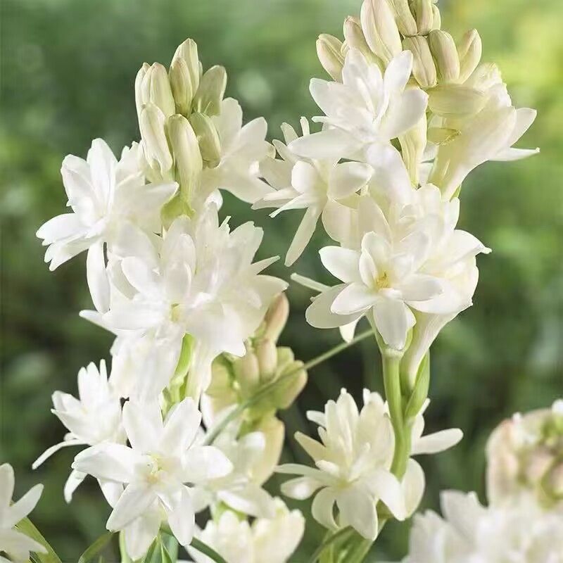 晚香玉种球夜来香花苗浓香型多年生植物庭院阳台四季易种花卉