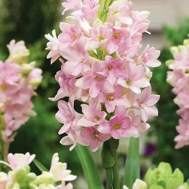 晚香玉种球夜来香花苗浓香型多年生植物庭院阳台四季易种花卉