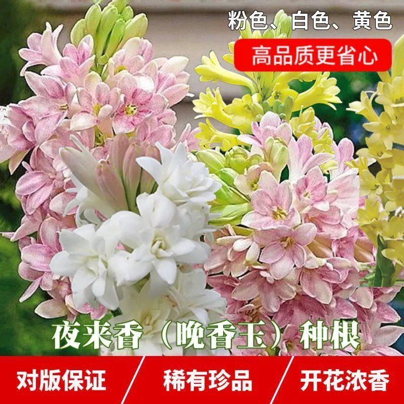 晚香玉种球夜来香花苗浓香型多年生植物庭院阳台四季易种花卉