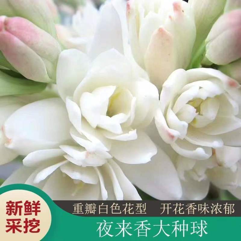 晚香玉种球夜来香花苗浓香型多年生植物庭院阳台四季易种花卉