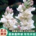 晚香玉种球夜来香花苗浓香型多年生植物庭院阳台四季易种花卉