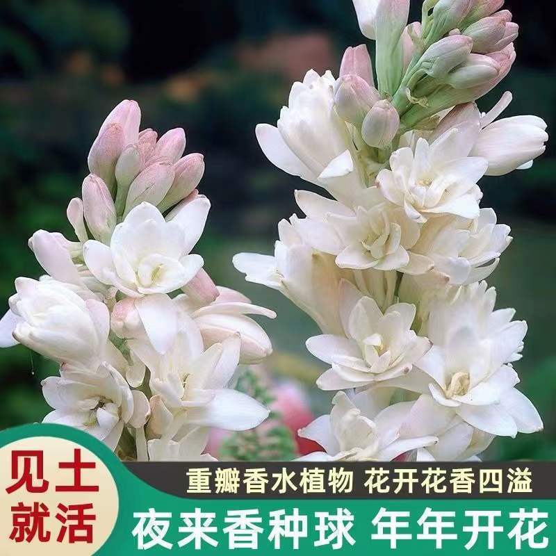 晚香玉种球夜来香花苗浓香型多年生植物庭院阳台四季易种花卉