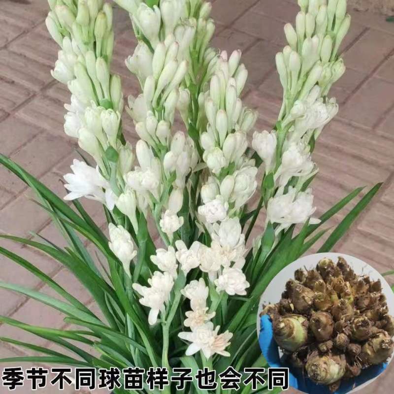 晚香玉种球夜来香花苗浓香型多年生植物庭院阳台四季易种花卉