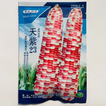中农斯达天紫23号彩糯玉米种子高产国审大花型鲜食