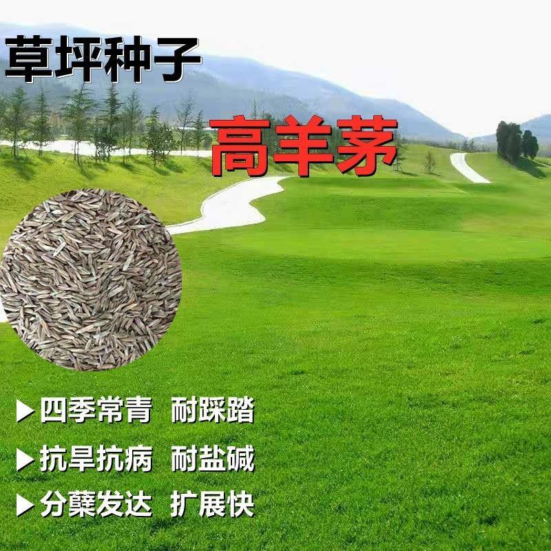 高羊茅草籽进口耐寒耐旱耐践踏庭院不修剪护坡绿化四季青草坪