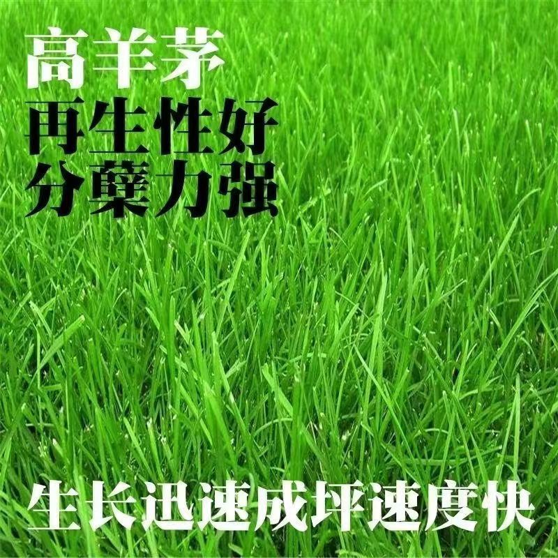 高羊茅草籽进口耐寒耐旱耐践踏庭院不修剪护坡绿化四季青草坪