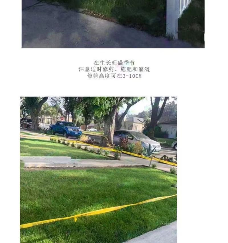 高羊茅草籽进口耐寒耐旱耐践踏庭院不修剪护坡绿化四季青草坪