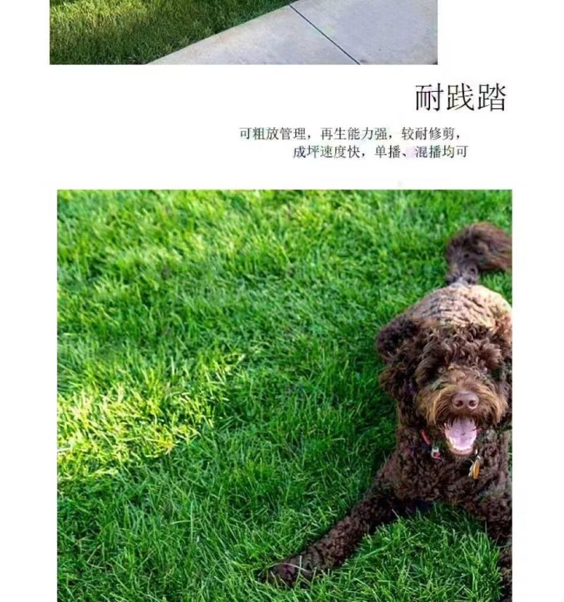 高羊茅草籽进口耐寒耐旱耐践踏庭院不修剪护坡绿化四季青草坪