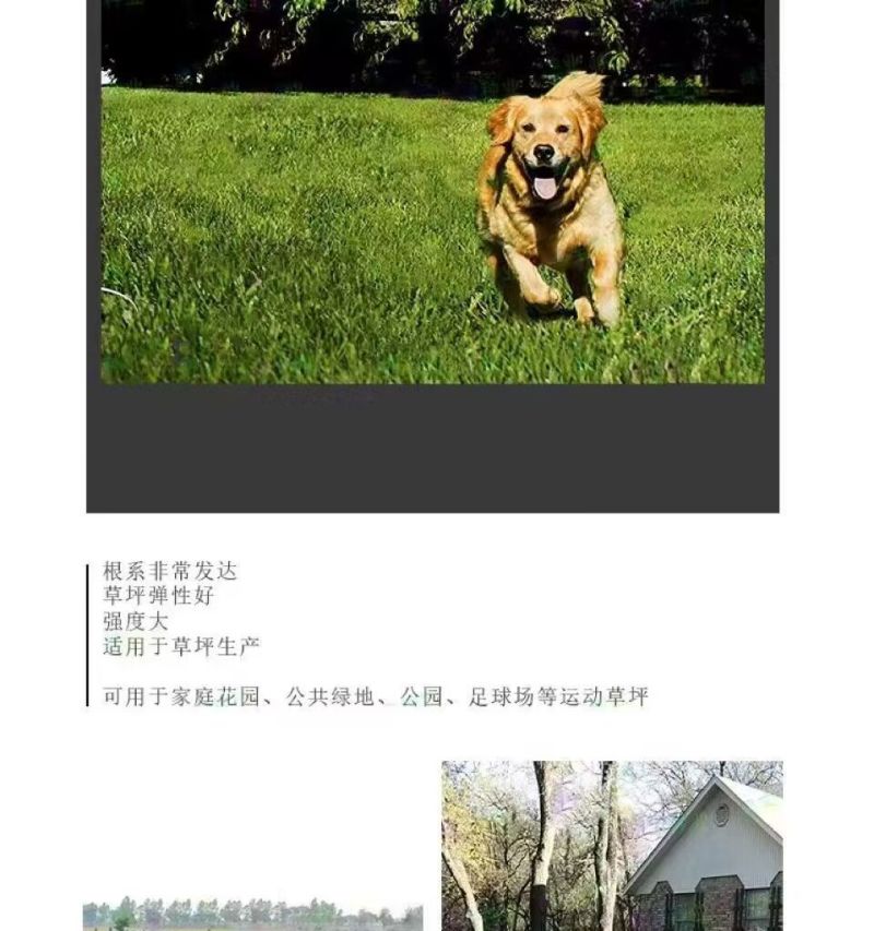 高羊茅草籽进口耐寒耐旱耐践踏庭院不修剪护坡绿化四季青草坪