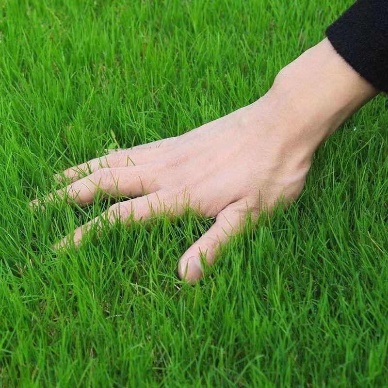 高羊茅草籽进口耐寒耐旱耐践踏庭院不修剪护坡绿化四季青草坪