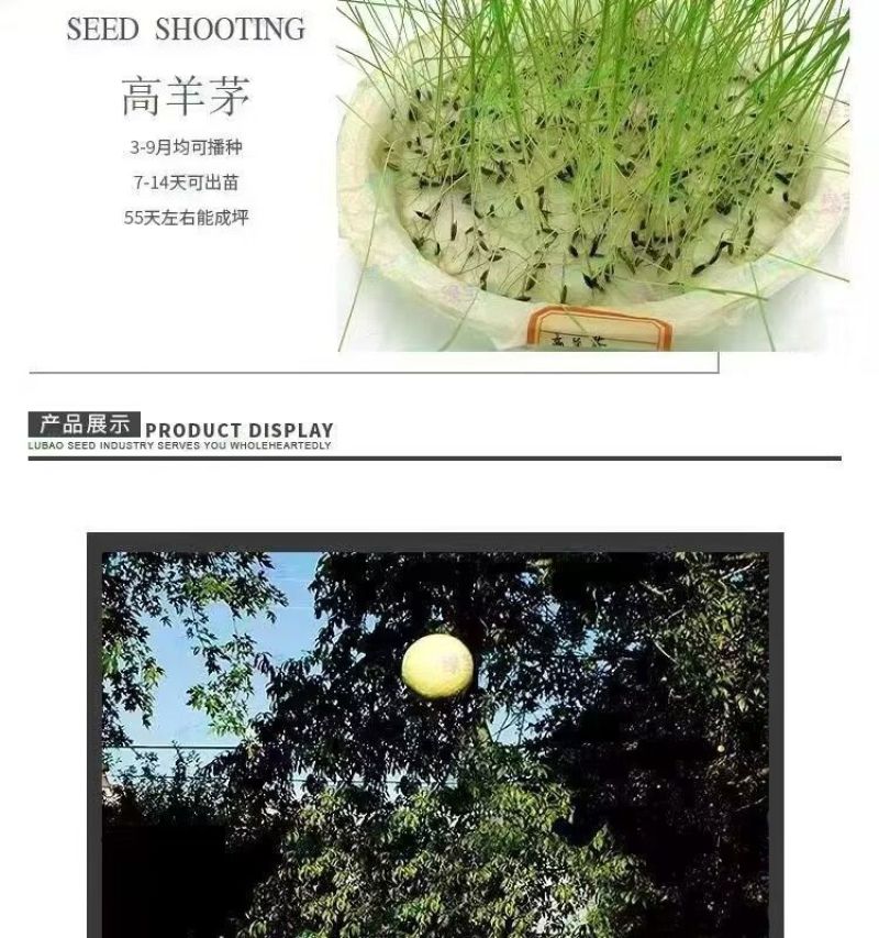 高羊茅草籽进口耐寒耐旱耐践踏庭院不修剪护坡绿化四季青草坪
