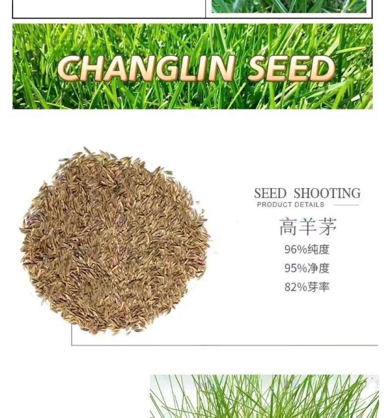 高羊茅草籽进口耐寒耐旱耐践踏庭院不修剪护坡绿化四季青草坪