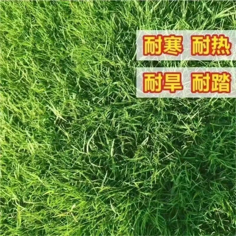 高羊茅草籽进口耐寒耐旱耐践踏庭院不修剪护坡绿化四季青草坪