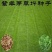 紫羊茅种子进口耐寒耐寒耐践踏草坪种子庭院护坡林下观赏草坪