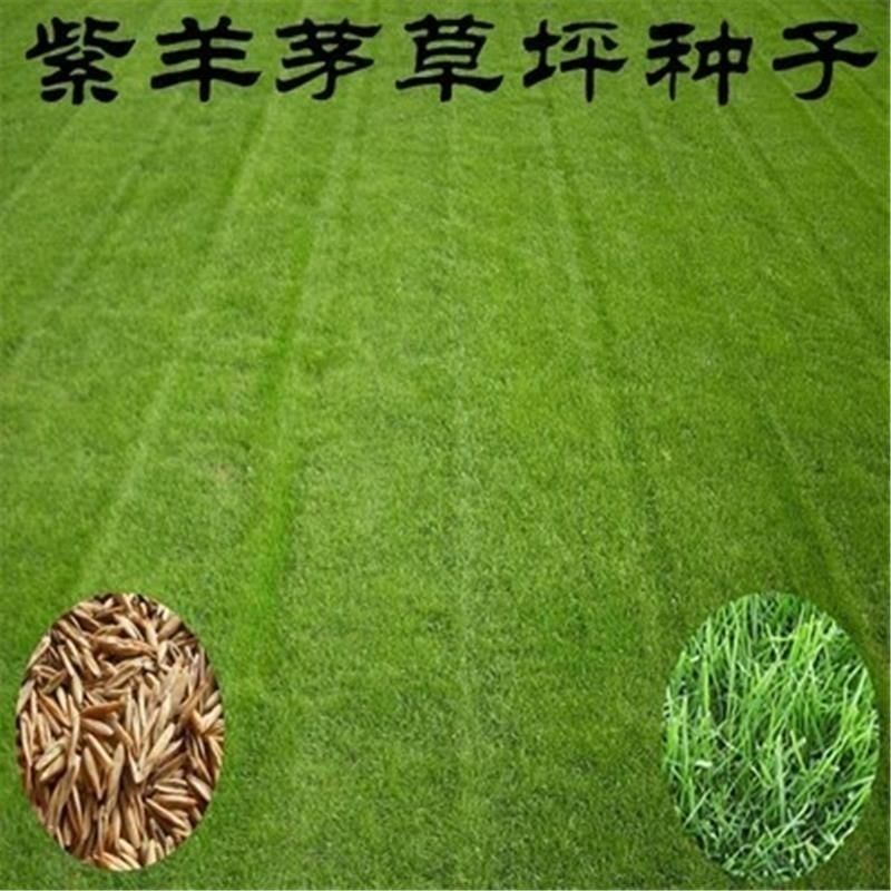 紫羊茅种子进口耐寒耐寒耐践踏草坪种子庭院护坡林下观赏草坪