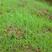 紫羊茅种子进口耐寒耐寒耐践踏草坪种子庭院护坡林下观赏草坪