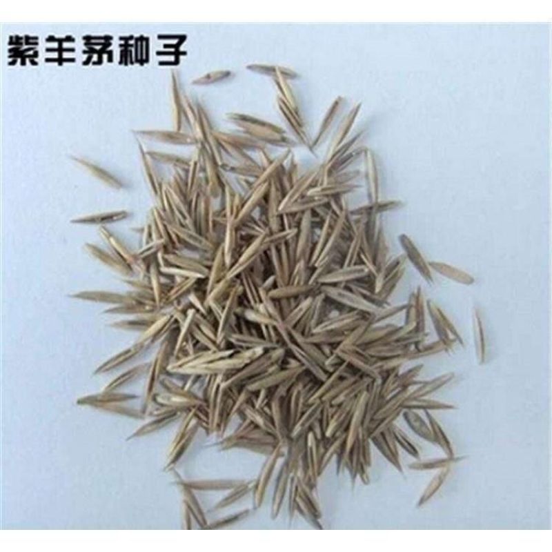 紫羊茅种子进口耐寒耐寒耐践踏草坪种子庭院护坡林下观赏草坪