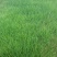 紫羊茅种子进口耐寒耐寒耐践踏草坪种子庭院护坡林下观赏草坪