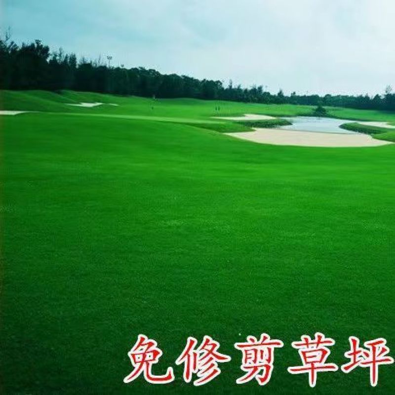 剪股颖草坪草籽进口种子矮生超矮耐寒耐旱耐踏免修剪庭院高档