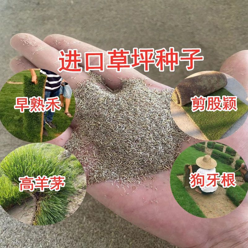 剪股颖草坪草籽进口种子矮生超矮耐寒耐旱耐踏免修剪庭院高档
