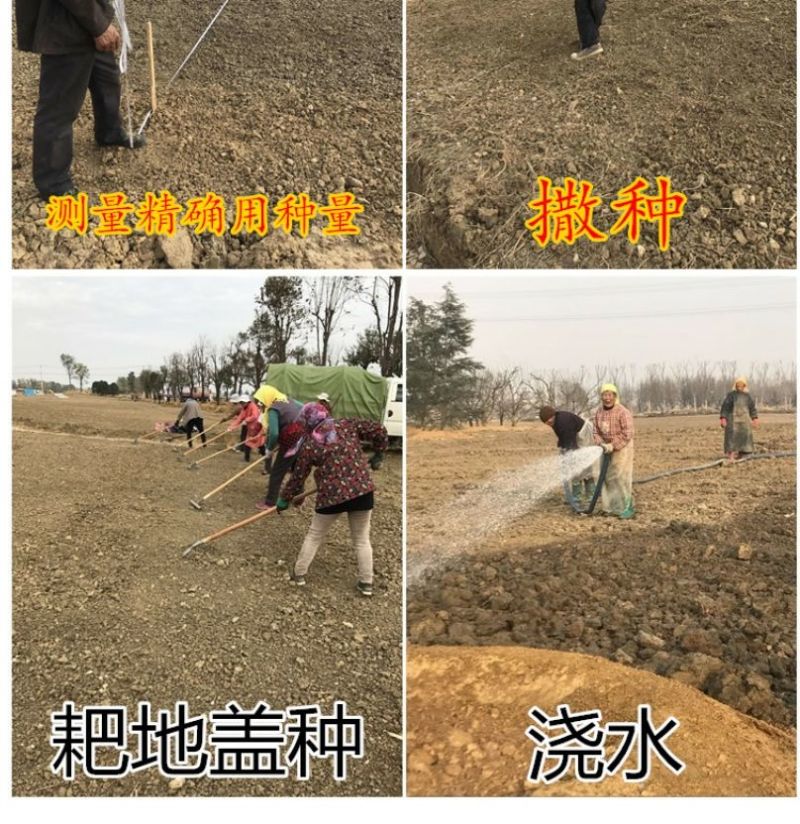 剪股颖草坪草籽进口种子矮生超矮耐寒耐旱耐踏免修剪庭院高档
