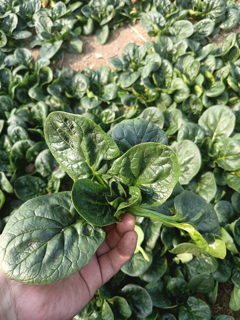 【热卖】趴地菠菜，一手货源，质量保证，欢迎新老客户采购