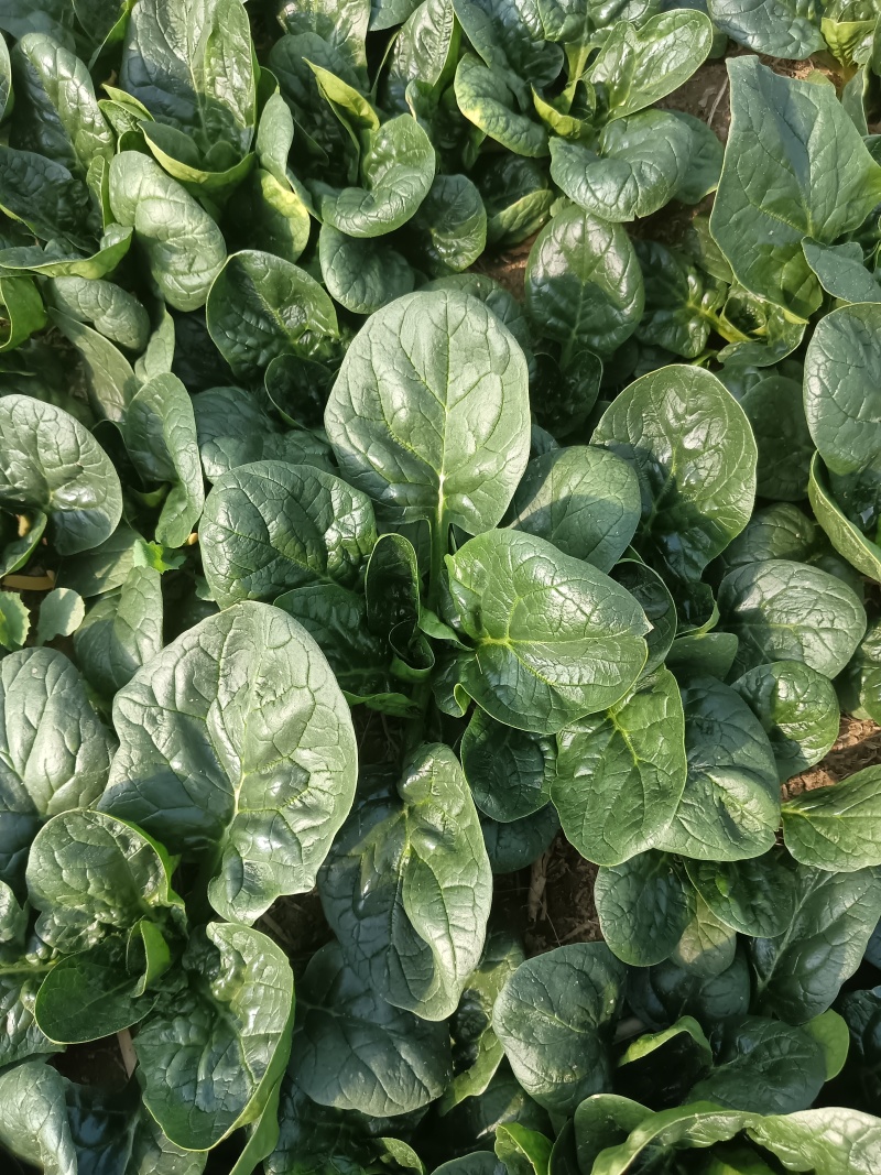 【热卖】趴地菠菜，一手货源，质量保证，欢迎新老客户采购
