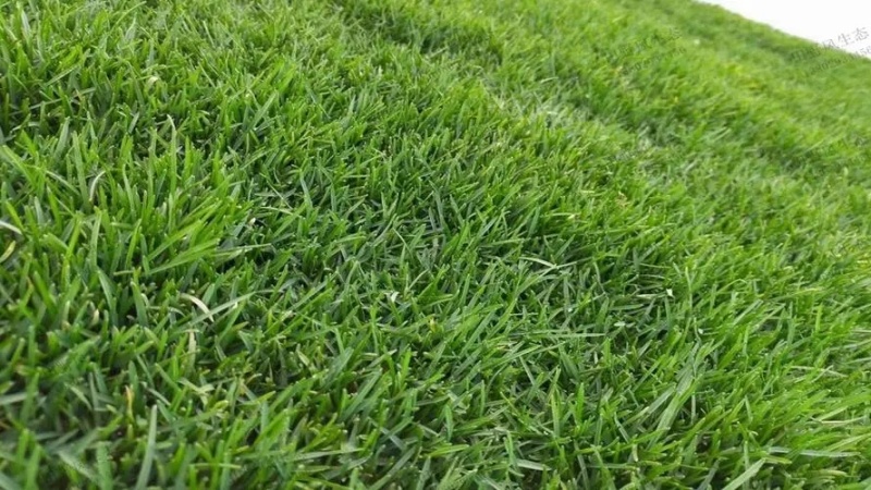 早熟禾种子低矮耐寒草坪种子庭院绿化护坡草子北方种植首先