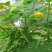 堤坝护坡灌木植物决明子种子马蹄决明钝叶决明假绿豆草