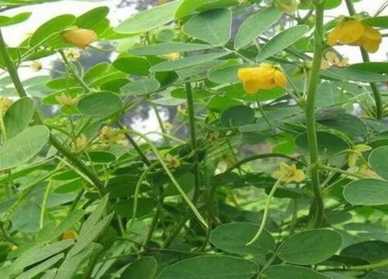 堤坝护坡灌木植物决明子种子马蹄决明钝叶决明假绿豆草