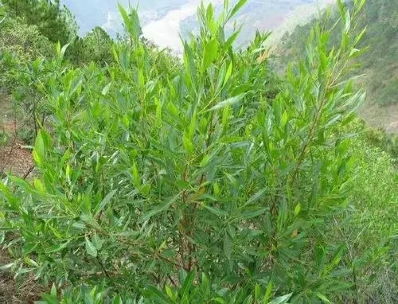 坡柳种子明油子种籽车桑子种子固沙保土耐旱耐寒