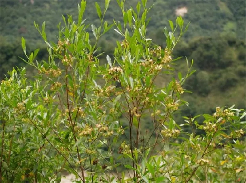 坡柳种子明油子种籽车桑子种子固沙保土耐旱耐寒