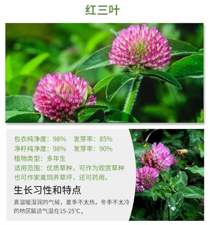 进口三叶草种子多年生四季常青白三叶草种子护坡复绿耐寒草坪